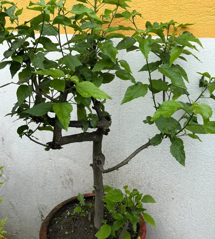 Turk’s Cap (Chili Hibiscus)