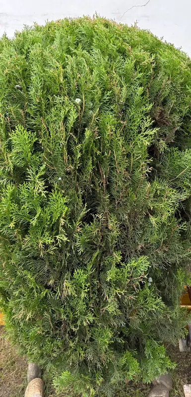 Chinese Arborvitae