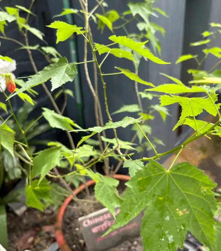 Chinese Lantern