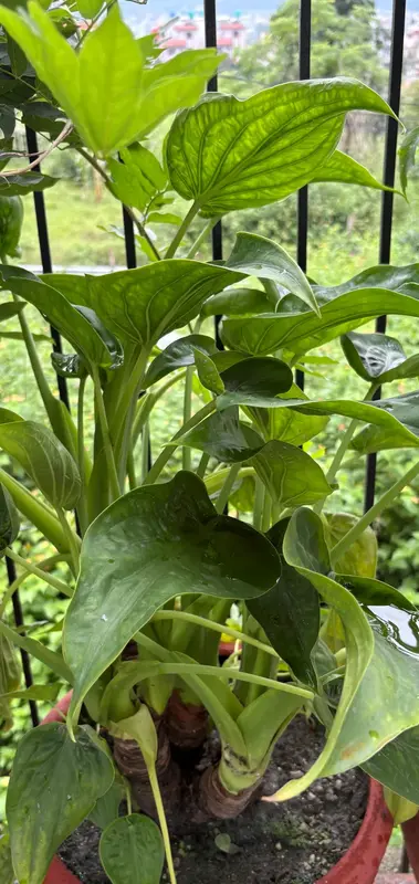 Chinese Taro