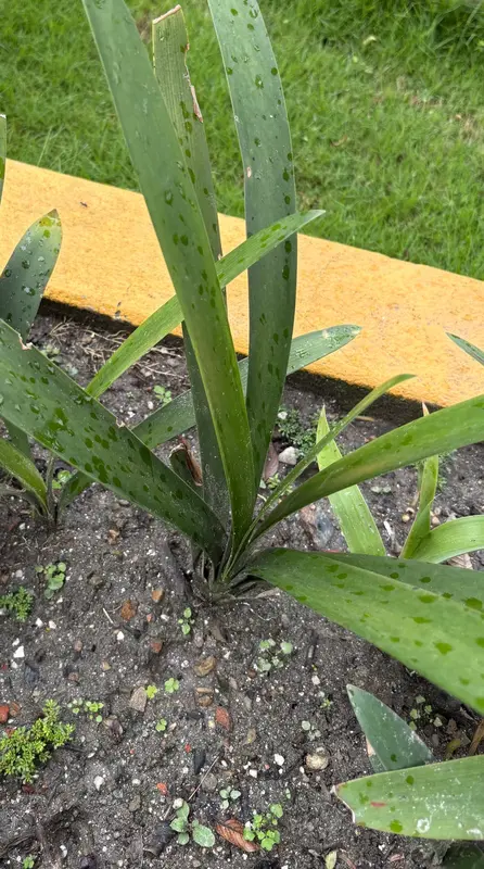 Bush Lily