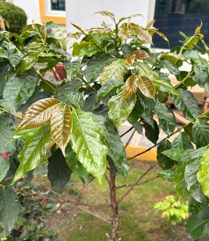 Coffee Plant