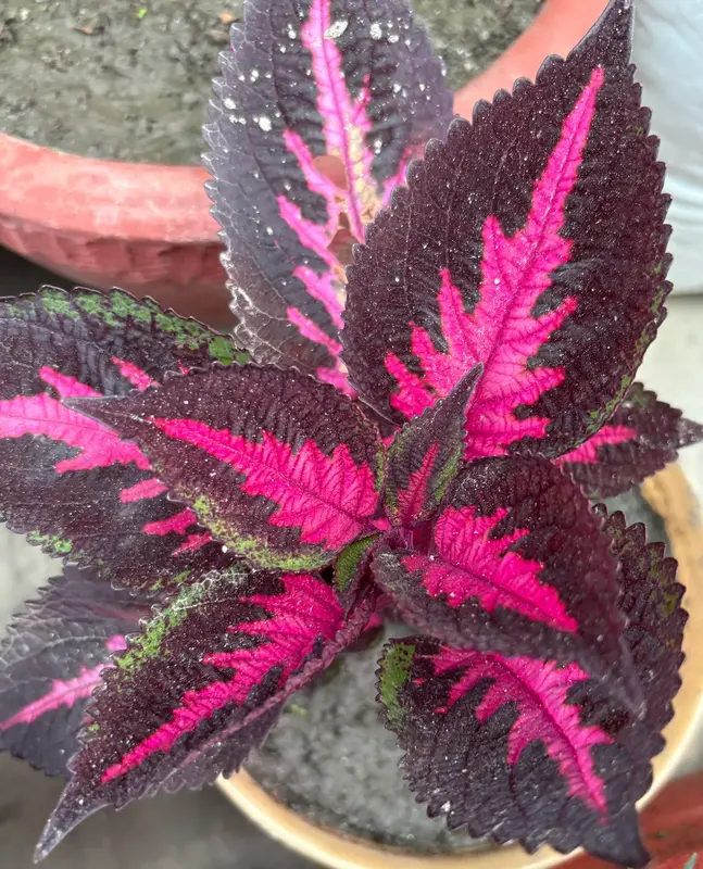 Coleus