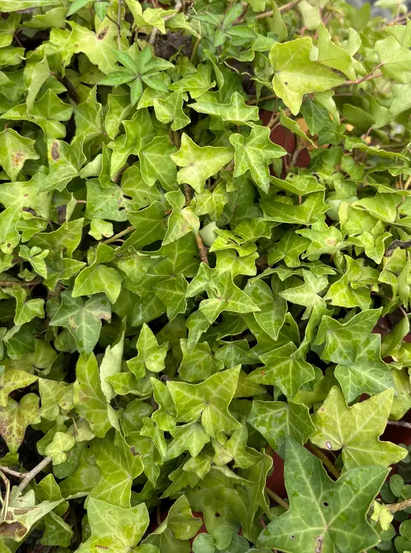 Common Ivy