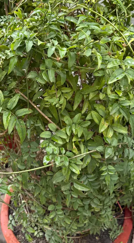 Common Jasmine
