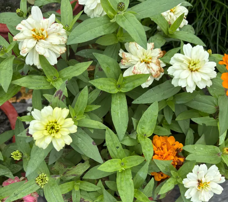 Zinnia