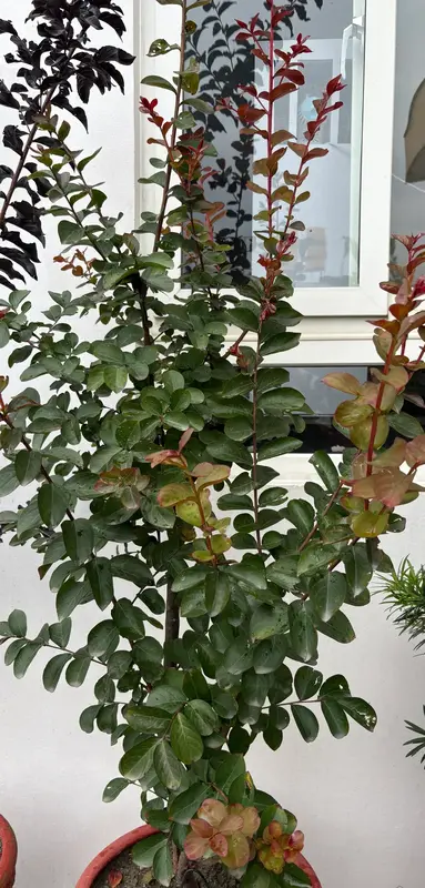 Crape Myrtle