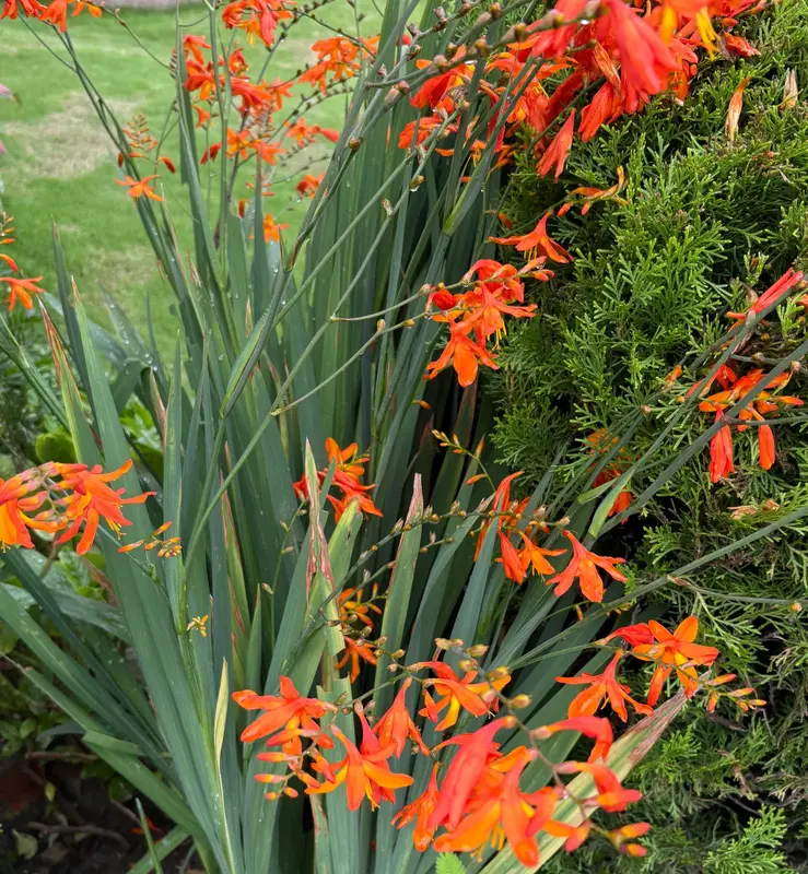 Crocosmia