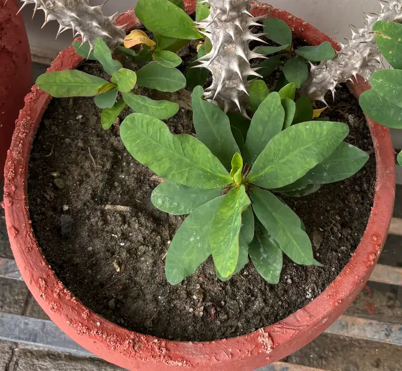 Crown of Thorns