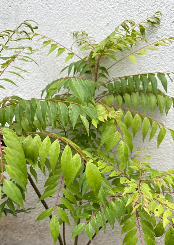 Curry Leaf
