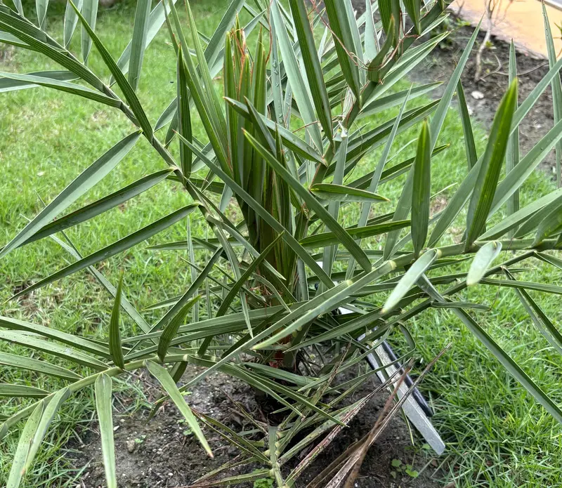 Date Palm