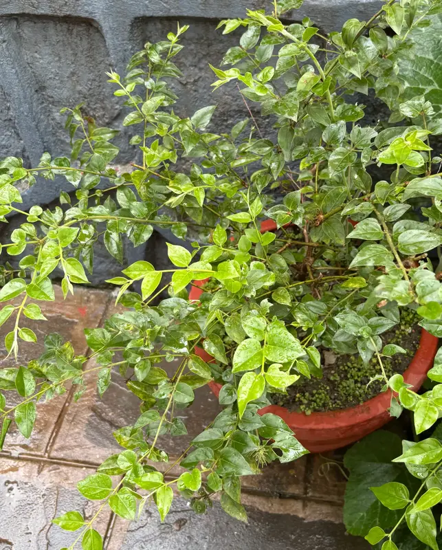 Downy Jasmine