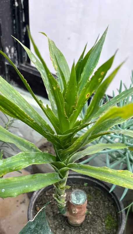 Dracaena