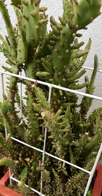 Drooping Prickly Pear