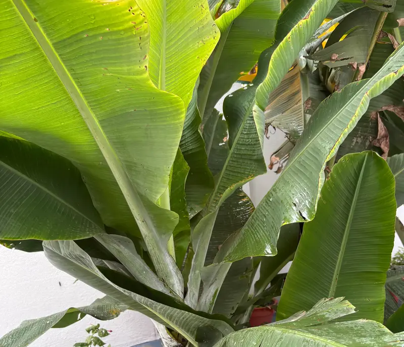 Dwarf Banana