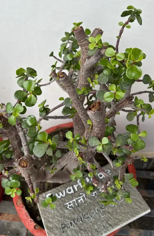 Dwarf Jade