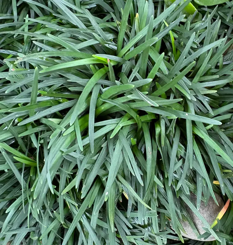 Dwarf Mondo Grass