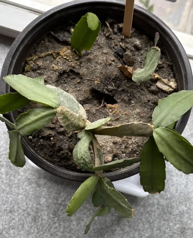 Easter Cactus