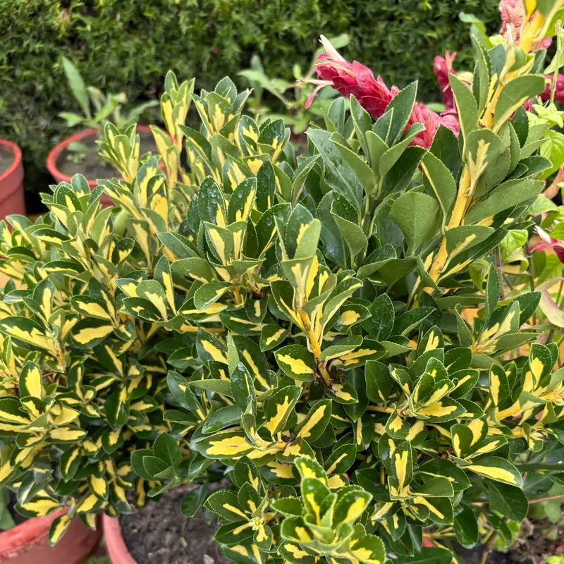 Moonshadow Euonymus