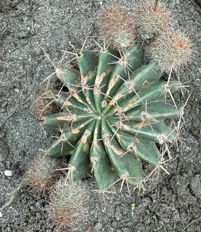 Barrel Cactus
