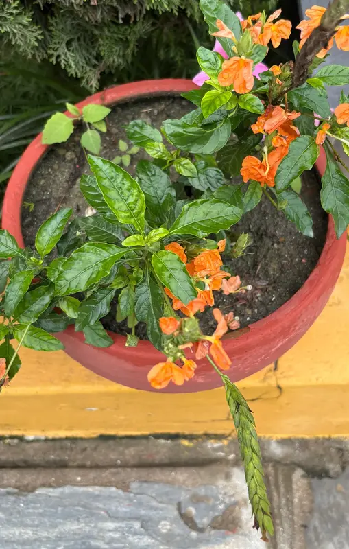 Firecracker Flower