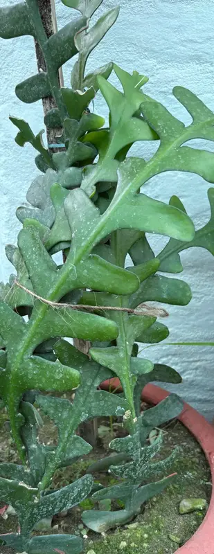 Fishbone Cactus