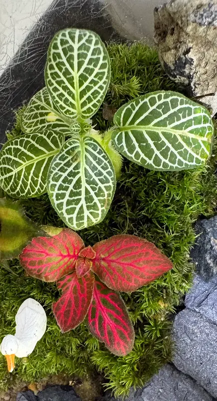 Fittonia