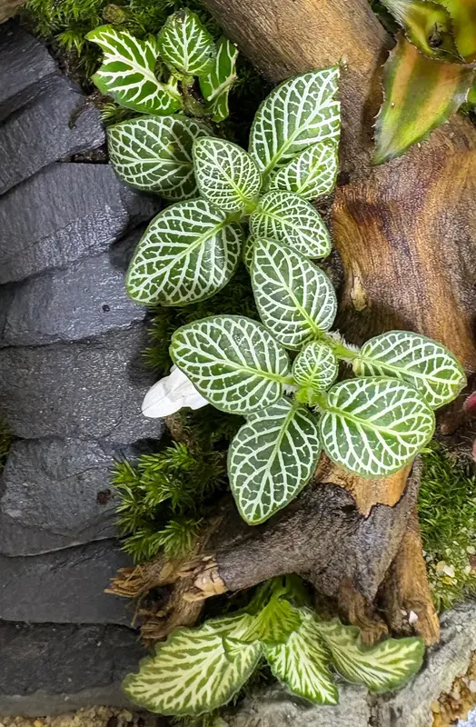 White Fittonia