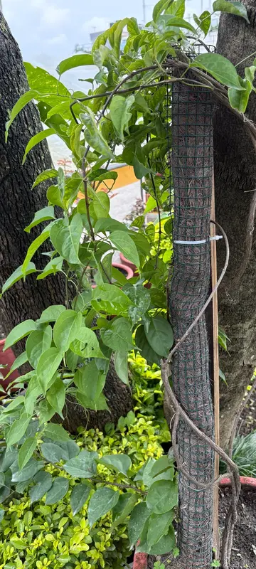 Flame Vine