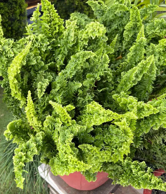 Fluffy Ruffles Fern