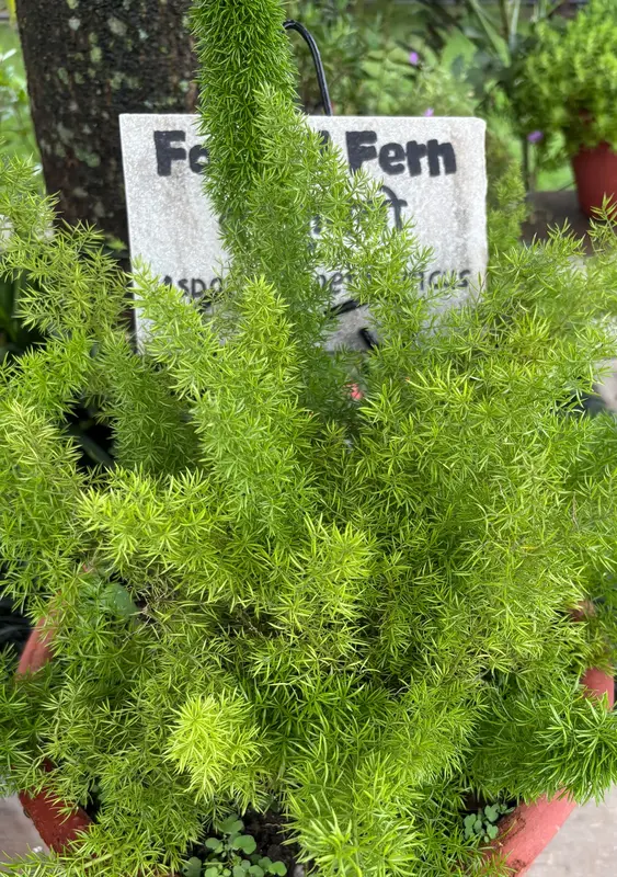 Foxtail Fern