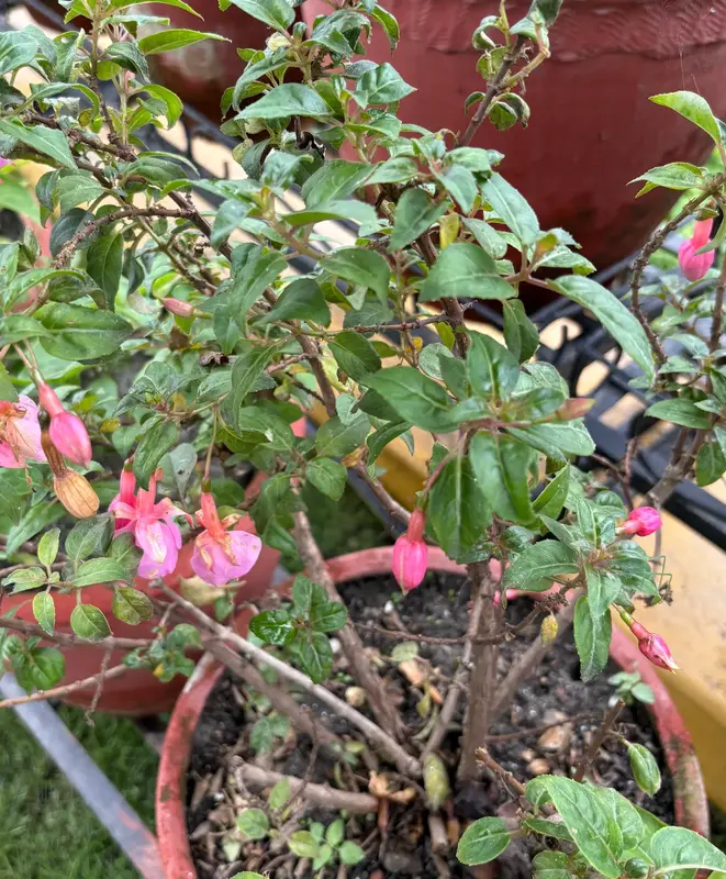 Fuchsia