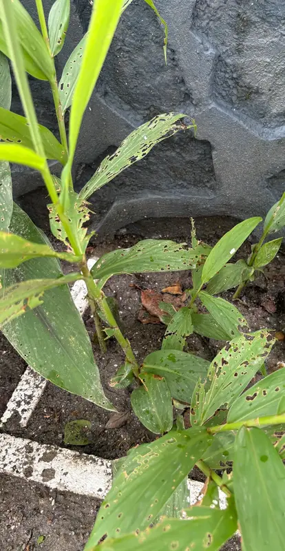 Galangal