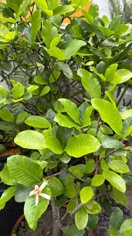 Dikamali Gardenia