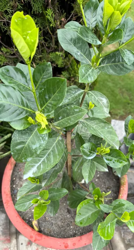Gardenia