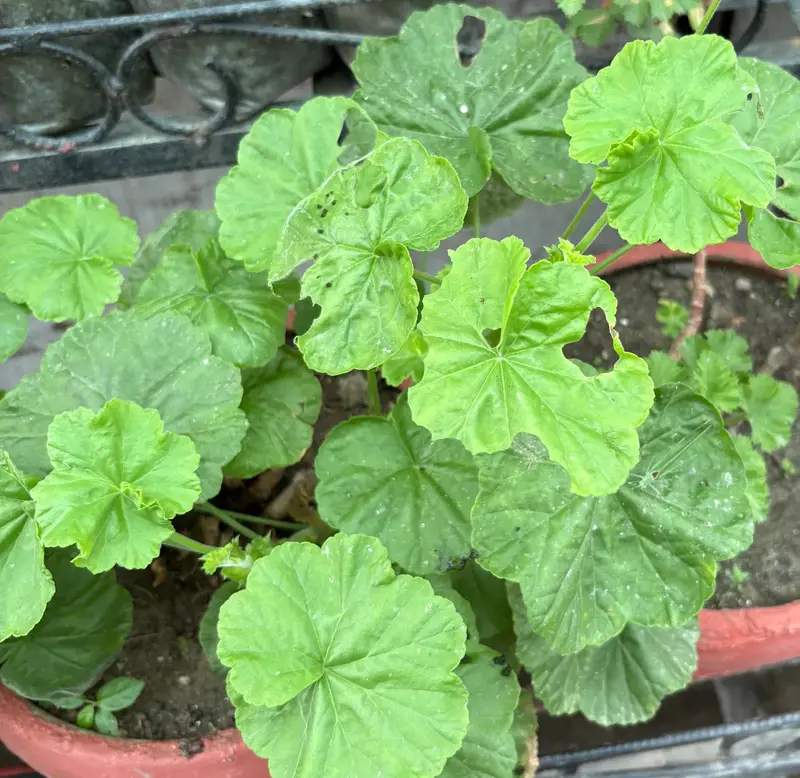 Geranium