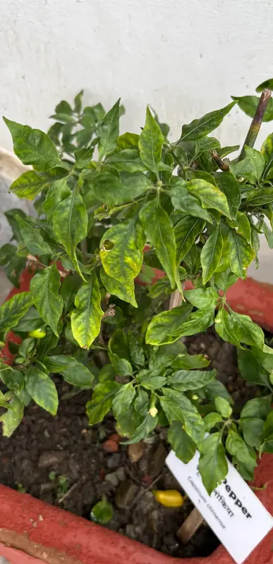 Ghost Pepper