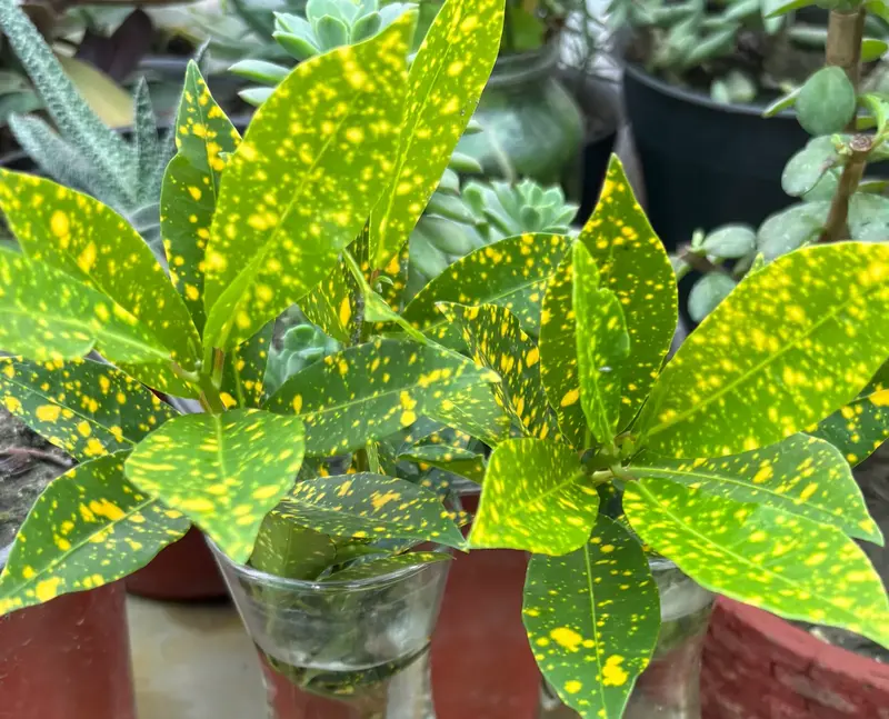 Gold Dust Croton
