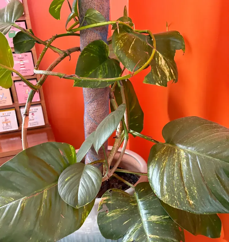 Golden Pothos