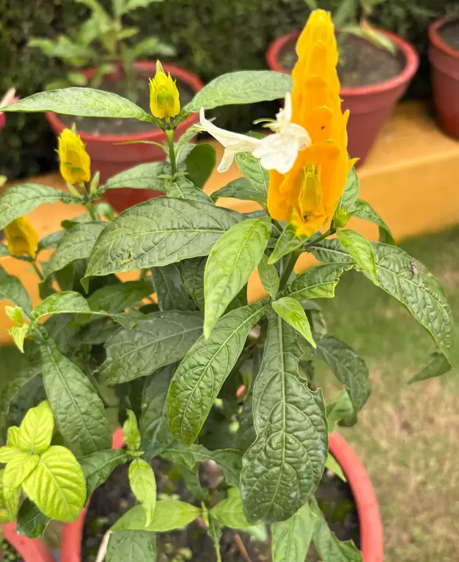 Golden Shrimp Plant