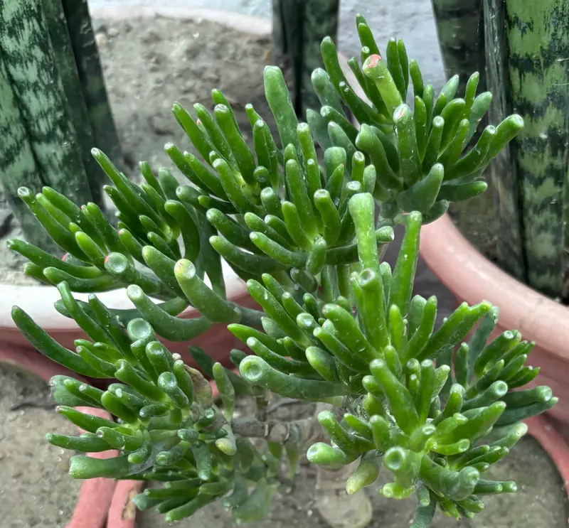 Gollum Jade