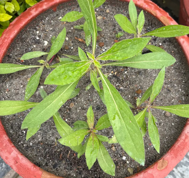 Globe Amaranth (Makhamali)