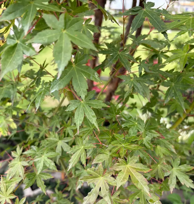 Japanese Maple