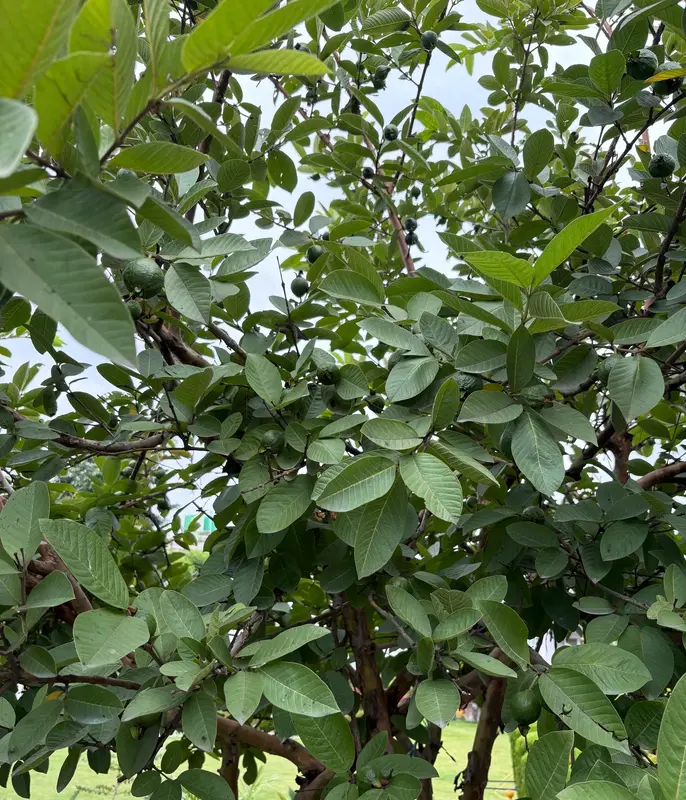 Guava