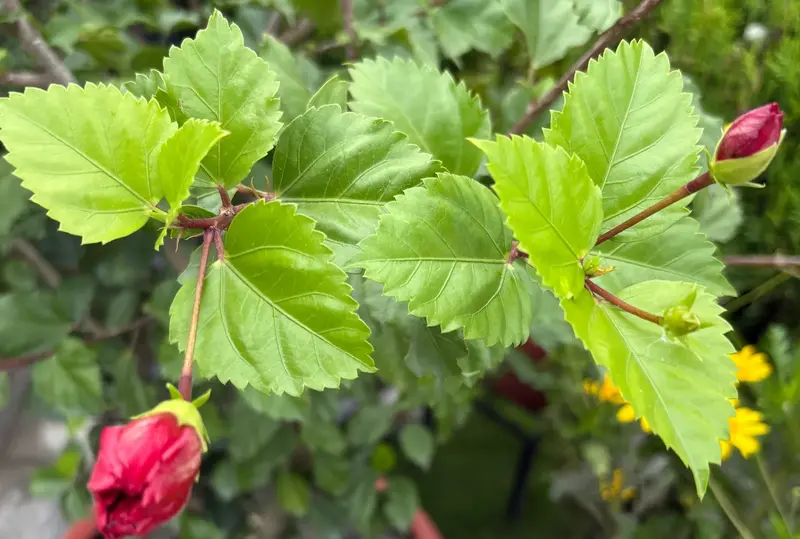 Hibiscus