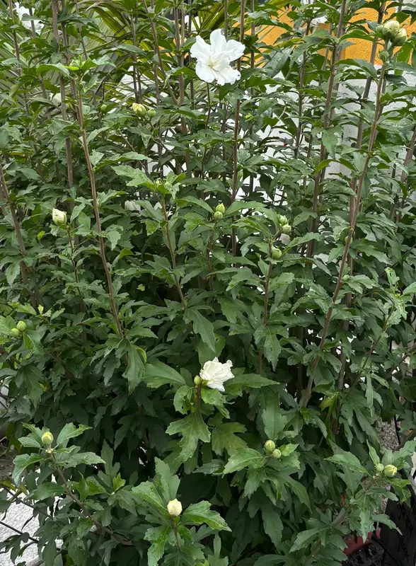 Rose of Sharon