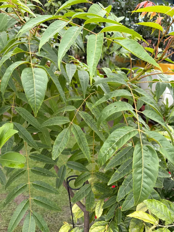 Lapsi