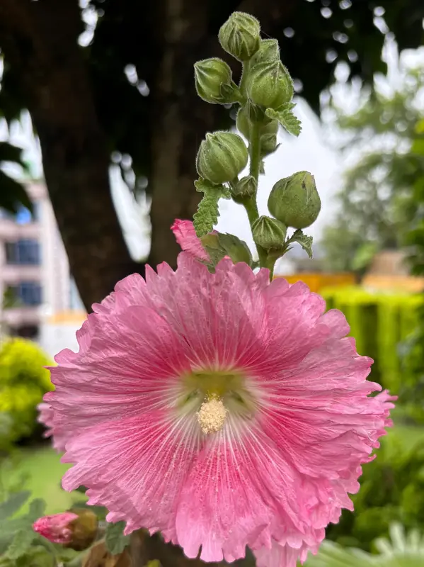 Hollyhock