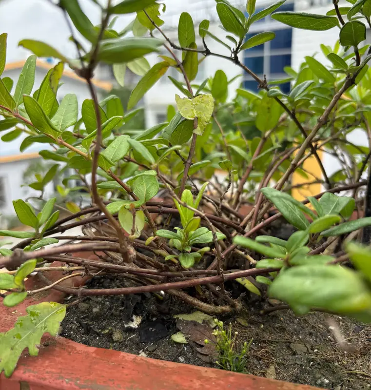 Honeysuckle