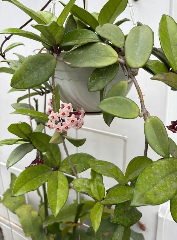 Hoya